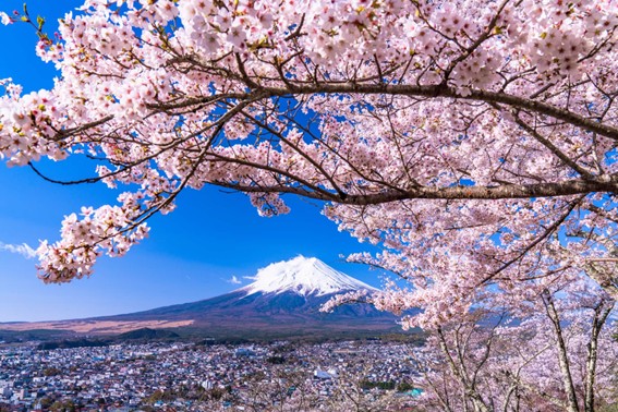 日本人と花見文化